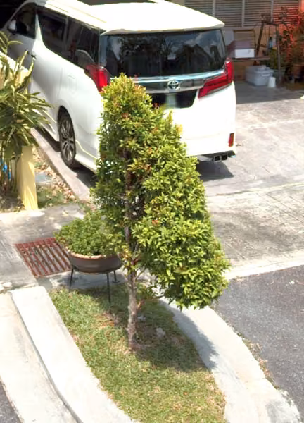 tree photo