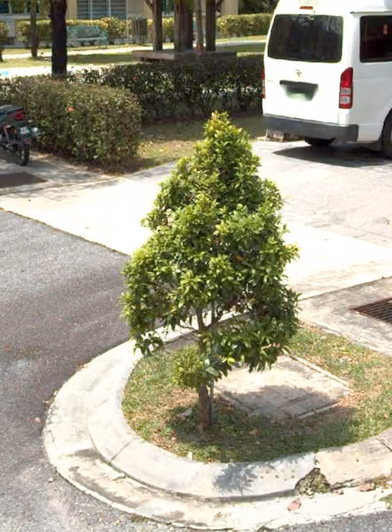 tree photo