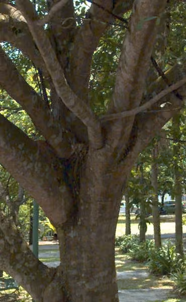tree photo