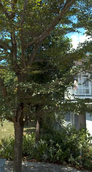 tree photo