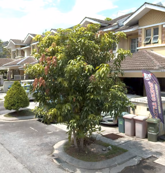 tree photo