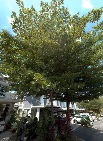 tree photo