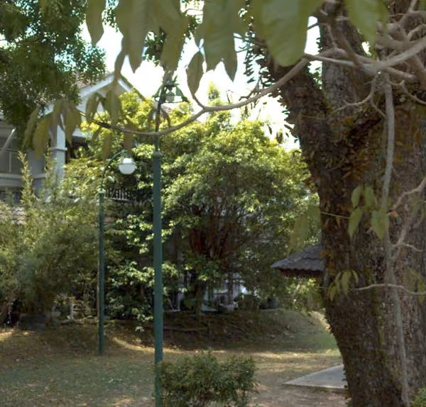 tree photo