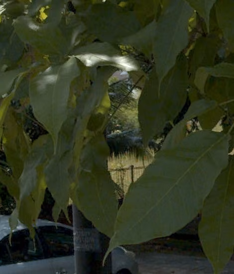tree photo