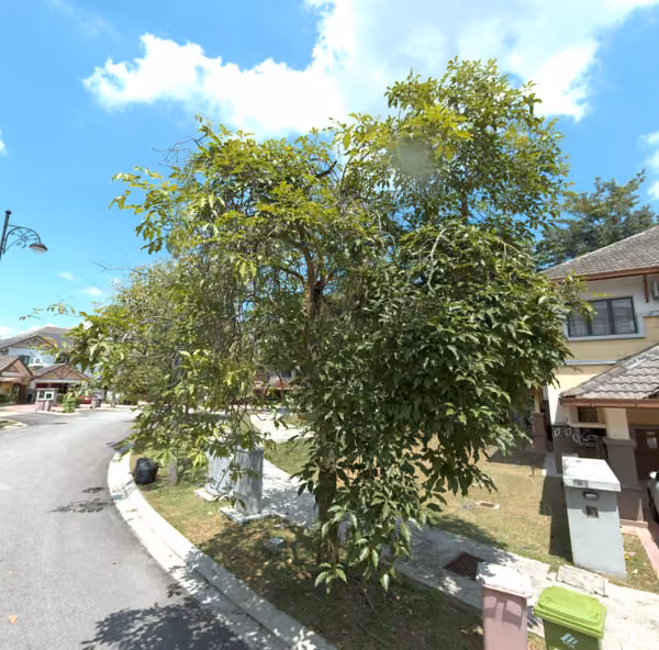 tree photo