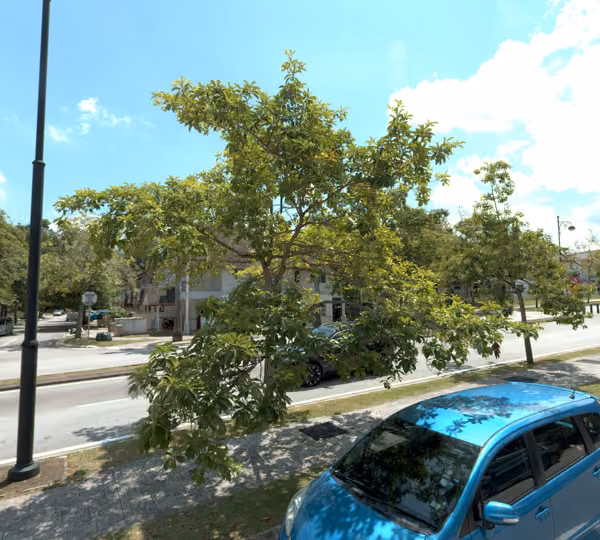 tree photo