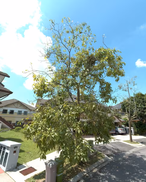 tree photo