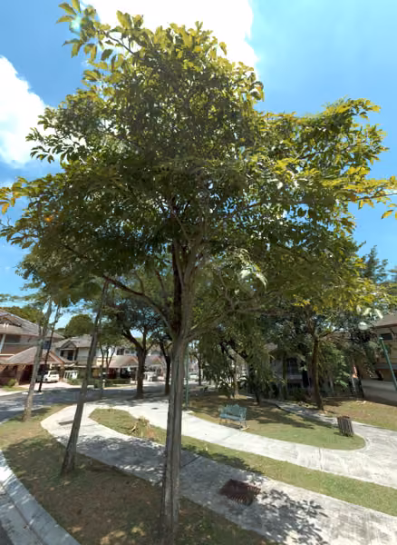 tree photo