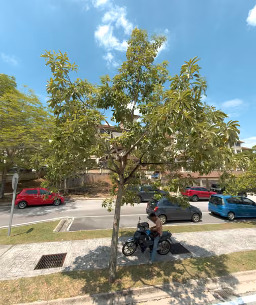 tree photo