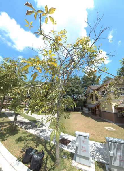 tree photo