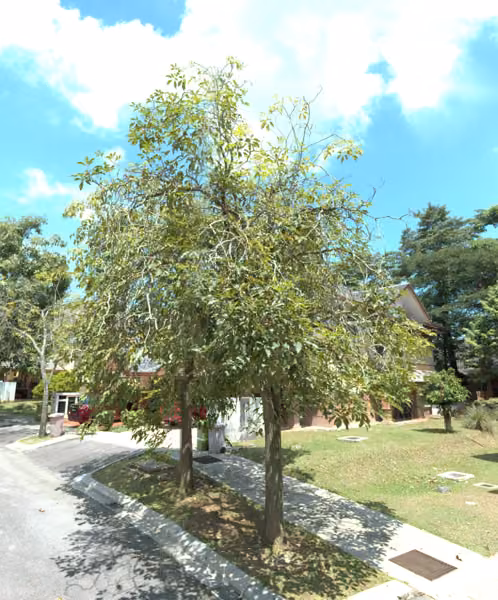 tree photo