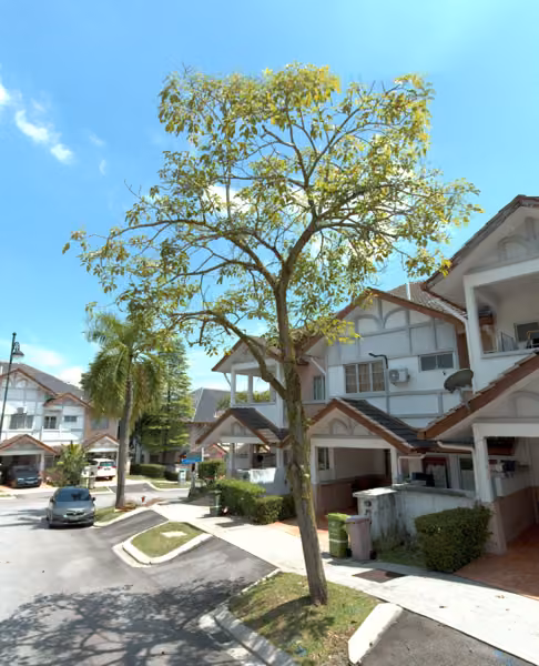 tree photo