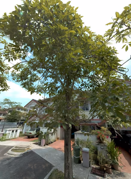 tree photo