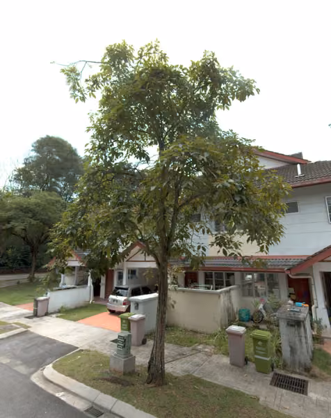 tree photo