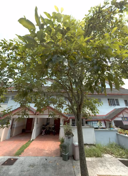 tree photo