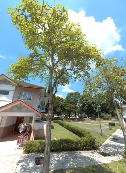 tree photo