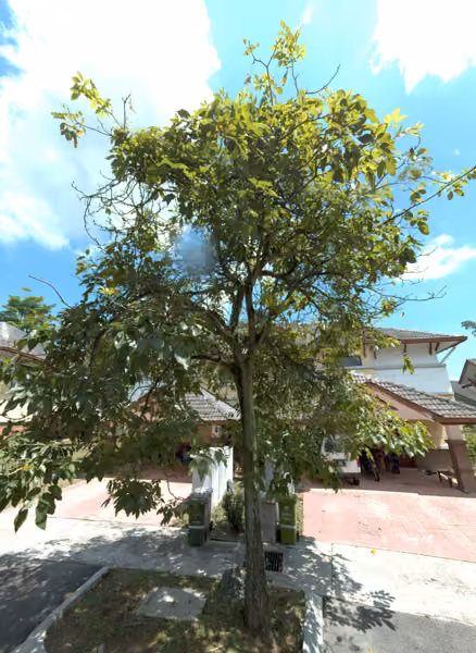 tree photo