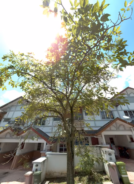 tree photo