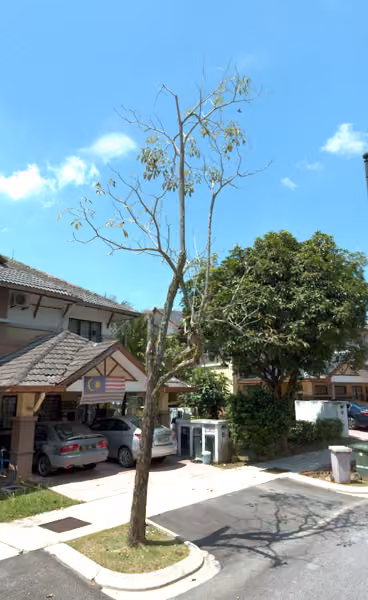 tree photo