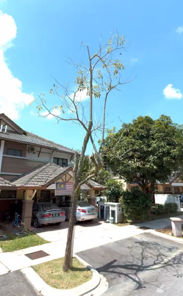 tree photo