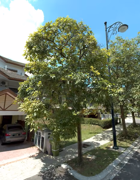 tree photo