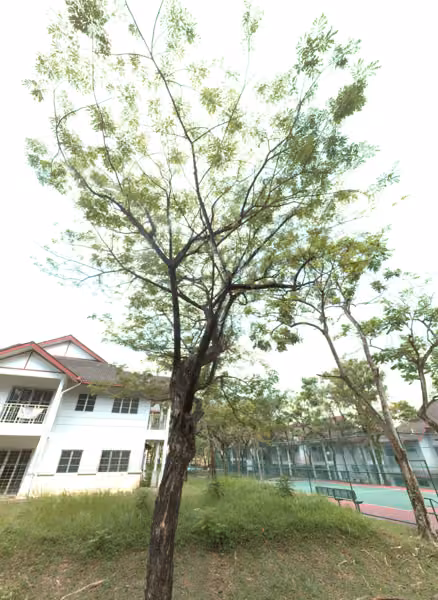 tree photo