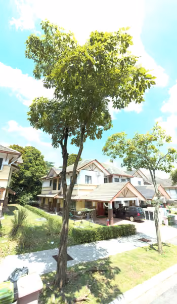 tree photo