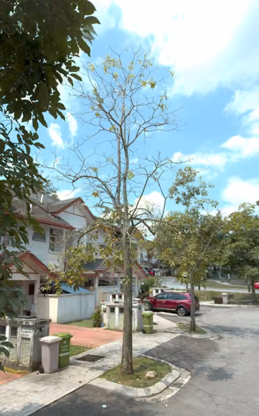 tree photo