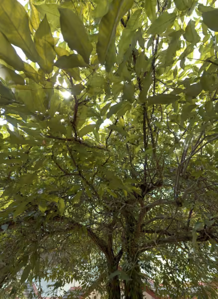 tree photo