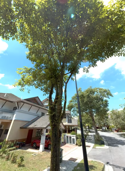 tree photo