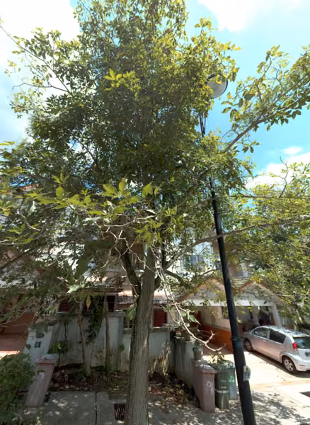tree photo