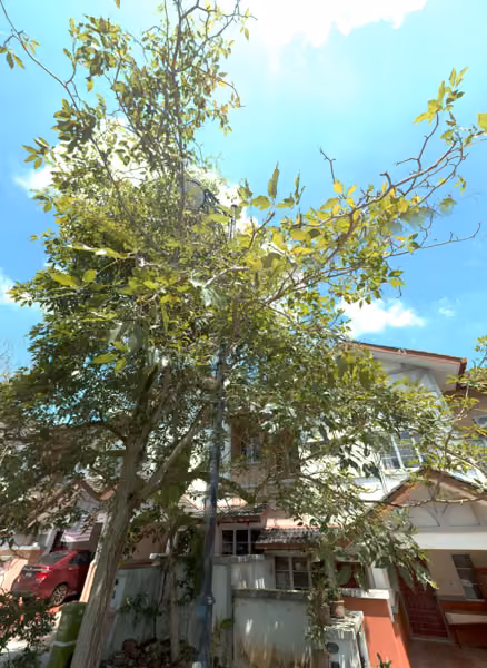 tree photo