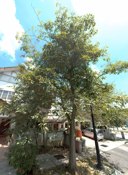 tree photo
