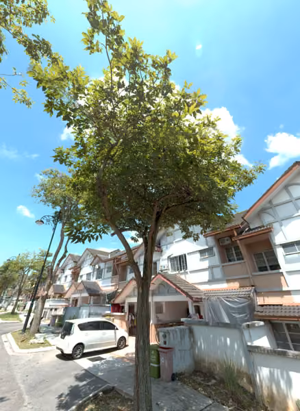tree photo