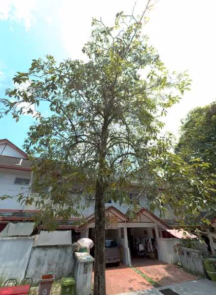 tree photo