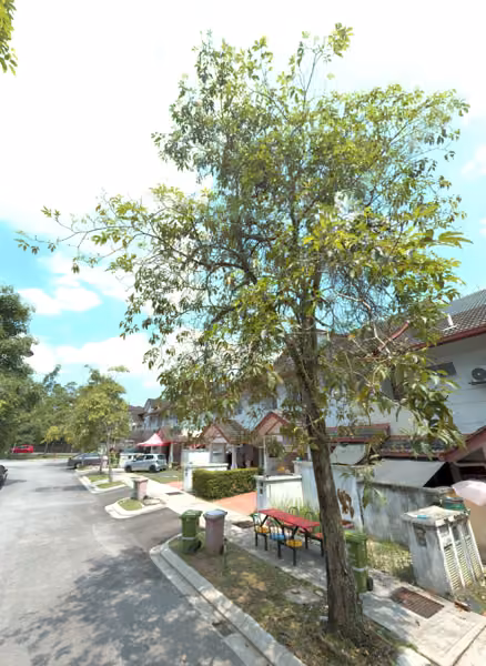 tree photo