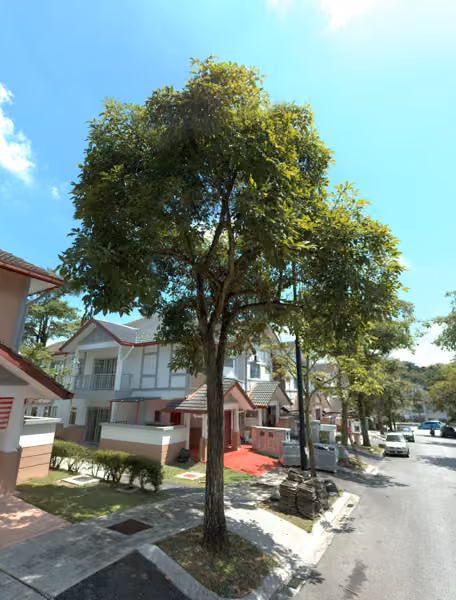 tree photo
