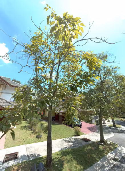 tree photo