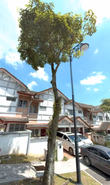tree photo