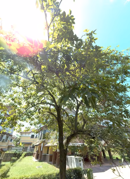 tree photo