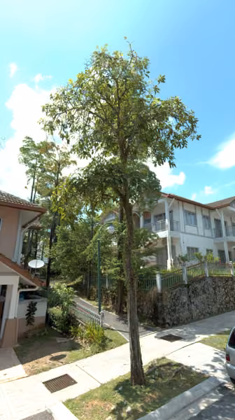 tree photo