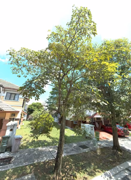 tree photo