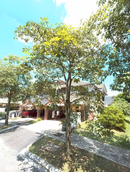 tree photo