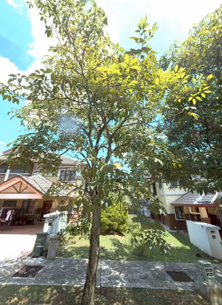 tree photo