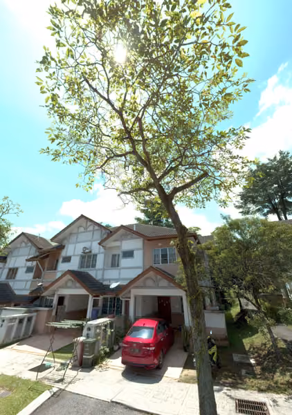 tree photo