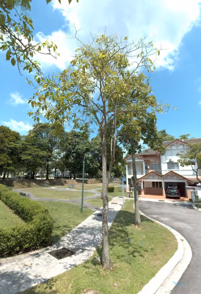 tree photo