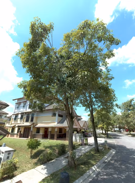tree photo