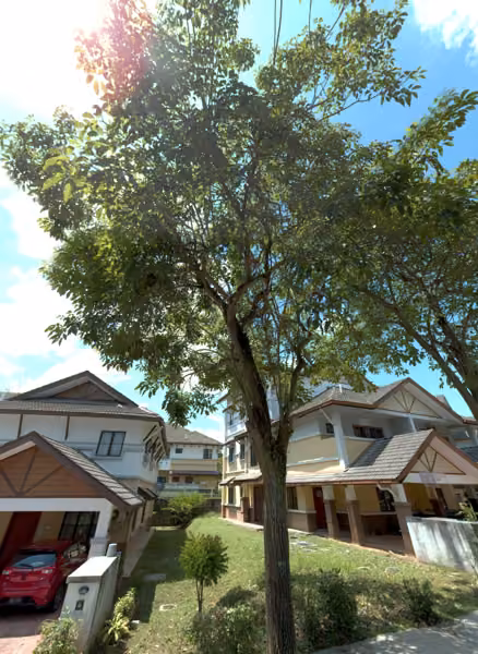 tree photo