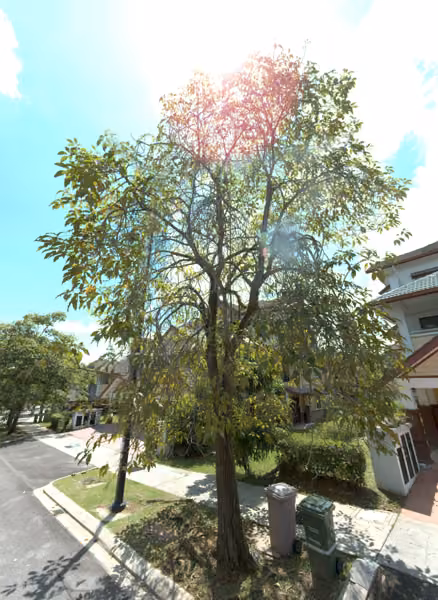 tree photo