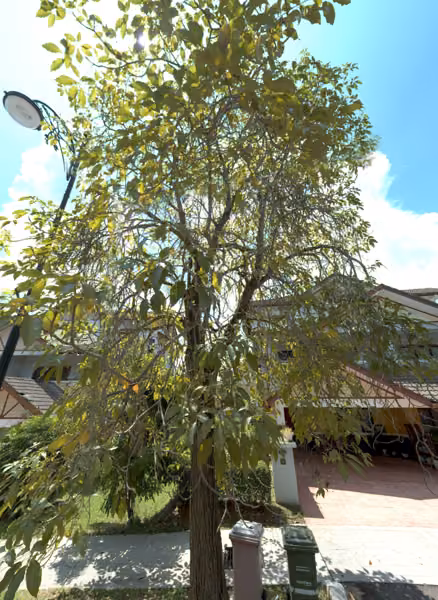 tree photo